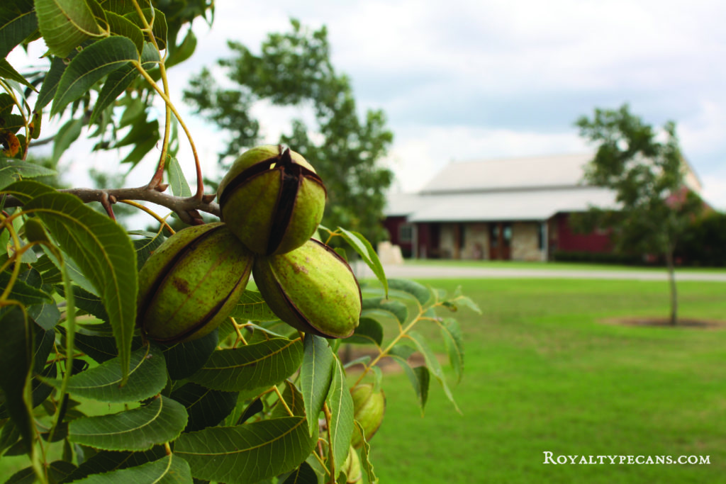 Orchard Tours at Royalty Pecan Farms Maroon Weekly